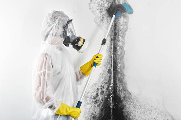 Best Emergency Mold Remediation  in Alanuk, AK